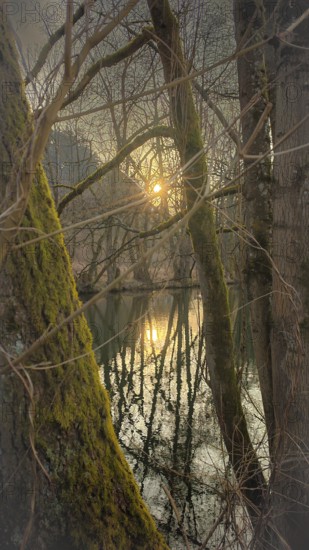Sunbeams shine through trees onto a quiet stream