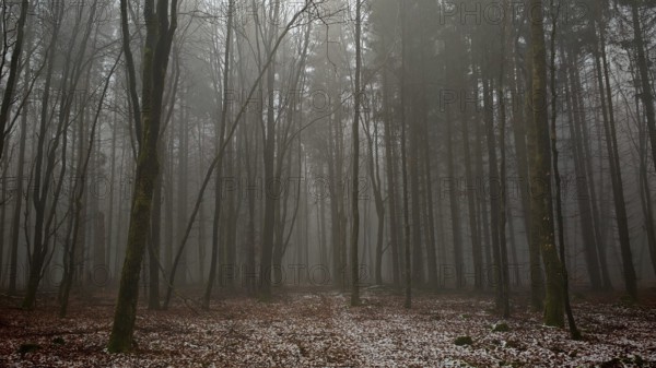 A dark and quiet forest scene with snow and fog