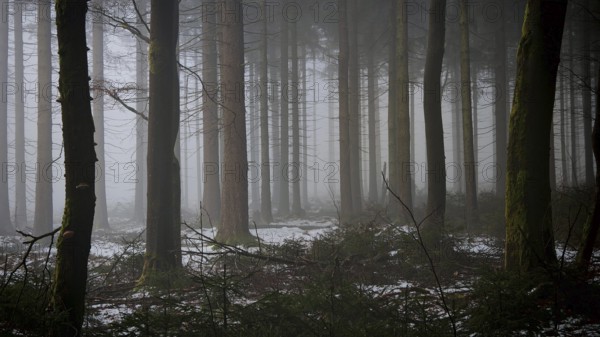 A quiet, foggy forest with some snow in the undergrowth