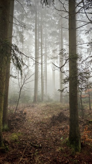 A foggy forest with tall trees creates a quiet, mystical atmosphere