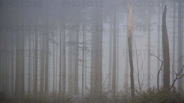 Pale fog envelops tall trees and creates a mystical atmosphere