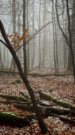 A foggy forest with fallen leaves and bare trees