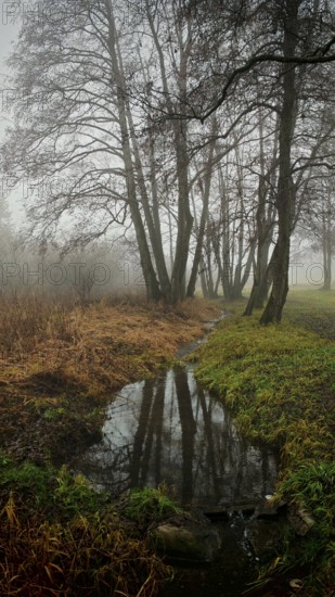 A quiet stream reflects trees in a foggy, serene landscape, mystical, romantic, Rennsteig, Frankenwald
