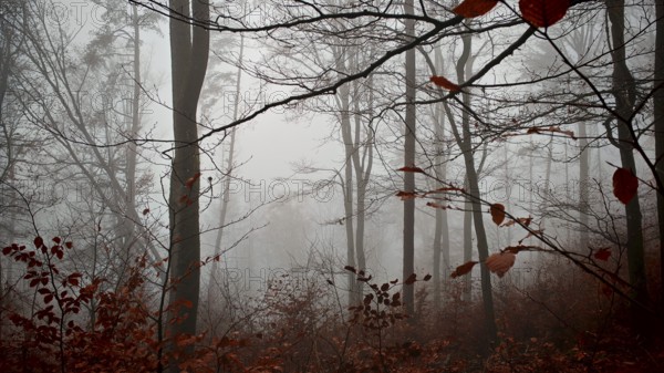 Misty forest with fallen leaves and bare branches full of mystical peace, mystical, romantic, Franconian Forest nature park Park