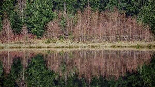 Lake reflects trees and vegetation, autumnal atmosphere, Franconian Forest
