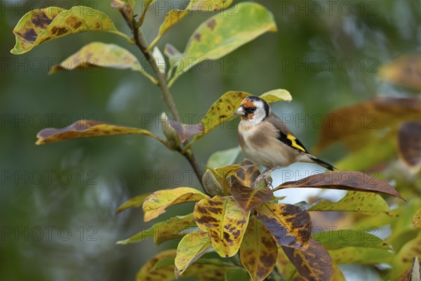 European goldfinch (Carduelis carduelis) adult bird in a garden magnolia tree with autumn colour leaves, England, United Kingdom