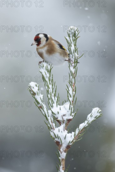 European goldfinch (Carduelis carduelis) adult garden bird on a snow covered Christmas spruce tree in winter, England, United Kingdom