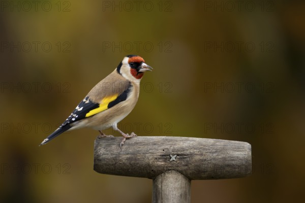 European goldfinch (Carduelis carduelis) adult garden bird on a fork handle in autumn, England, United Kingdom