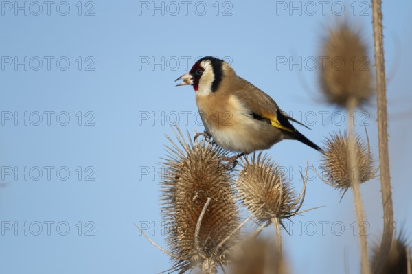 European goldfinch (Carduelis carduelis) adult bird feeding on a Teasel seedhead in winter, RSPB Frampton marsh nature reserve, Lincolnshire, England, United Kingdom