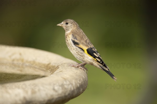 European goldfinch (Carduelis carduelis) juvenile garden bird on a bird bath in summer, England, United Kingdom