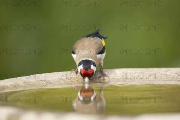 European goldfinch (Carduelis carduelis) adult garden bird drinking water from a bird bath in summer, England, United Kingdom