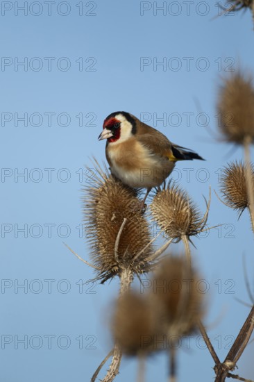 European goldfinch (Carduelis carduelis) adult bird on a Teasel seedhead in winter, RSPB Frampton marsh nature reserve, Lincolnshire, England, United Kingdom
