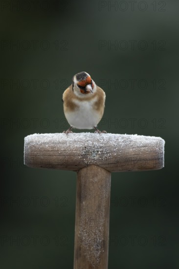 European goldfinch (Carduelis carduelis) adult garden bird on a frost covered fork handle in winter, England, United Kingdom