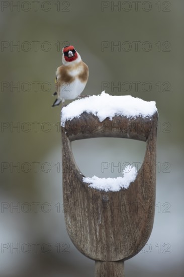 European goldfinch (Carduelis carduelis) adult garden bird on a snow covered fork handle in winter, England, United Kingdom