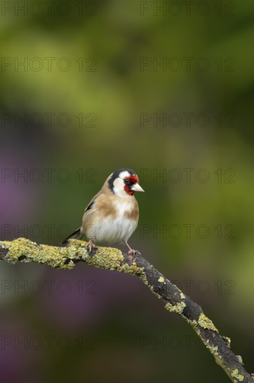 European goldfinch (Carduelis carduelis) adult bird on a tree branch, England, United Kingdom