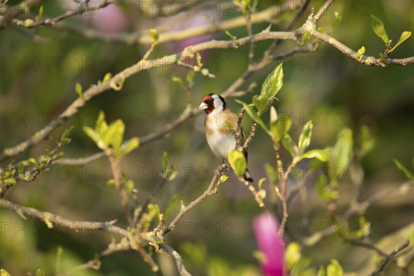 European goldfinch (Carduelis carduelis) adult bird in a garden magnolia tree in spring, England, United Kingdom