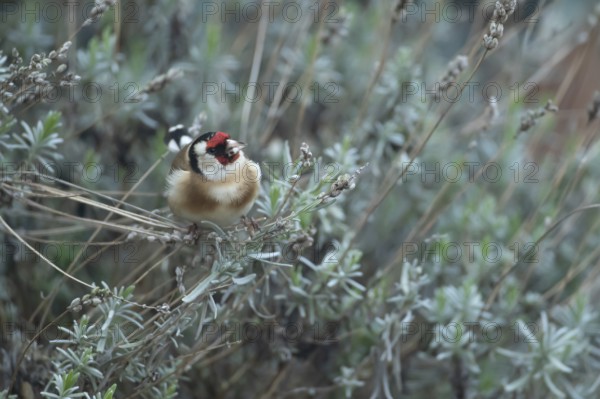 European goldfinch (Carduelis carduelis) adult bird on a garden Lavender plant in spring, England, United Kingdom