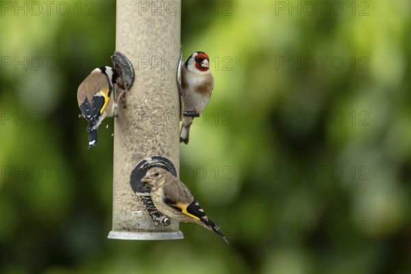 European goldfinch (Carduelis carduelis) two adult birds and a juvenile bird feeding on a garden bird feeder filled with sunflower seed hearts, England, United Kingdom