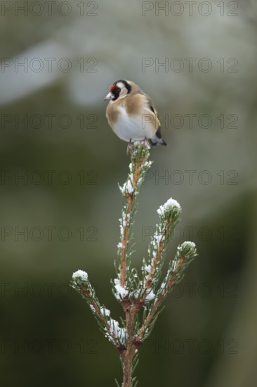 European goldfinch (Carduelis carduelis) adult bird on a snow covered Christmas spruce tree in winter, England, United Kingdom