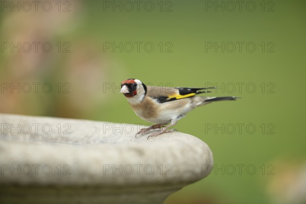 European goldfinch (Carduelis carduelis) adult garden bird on a bird bath in spring, England, United Kingdom