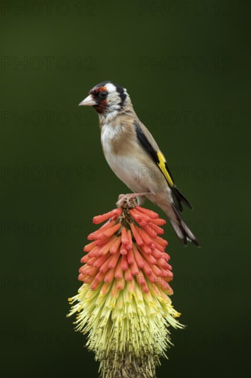 European goldfinch (Carduelis carduelis) adult garden bird on a Red hot poker flower in summer, England, United Kingdom