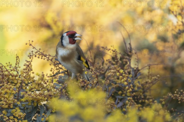 European goldfinch (Carduelis carduelis) adult garden bird in a yellow flowering bush in spring, England, United Kingdom