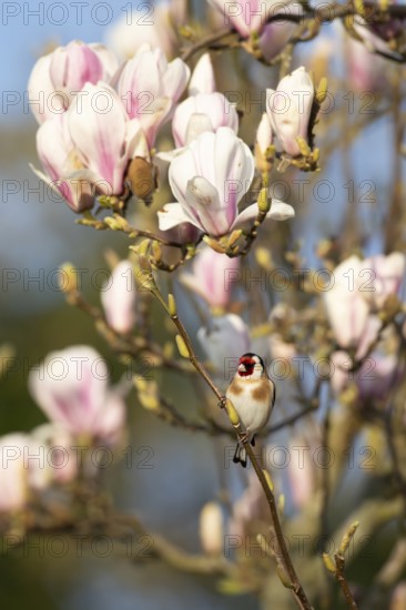 European goldfinch (Carduelis carduelis) adult bird in a garden magnolia tree with blossom in spring, England, United Kingdom
