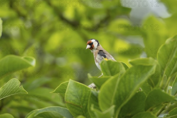 European goldfinch (Carduelis carduelis) adult bird in a garden magnolia tree in summer, England, United Kingdom