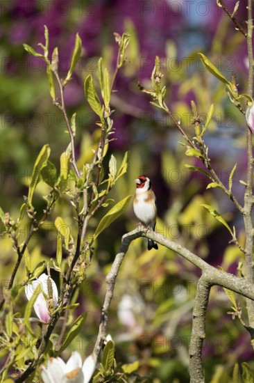 European goldfinch (Carduelis carduelis) adult bird in a garden magnolia tree in spring, England, United Kingdom
