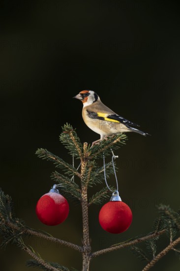 European goldfinch (Carduelis carduelis) adult garden bird on a Christmas spruce tree in winter, England, United Kingdom