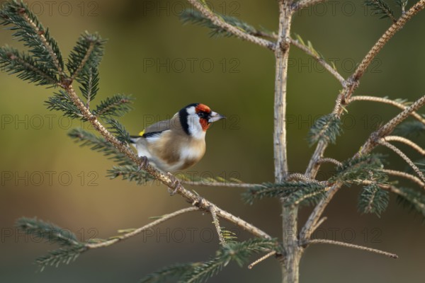 European goldfinch (Carduelis carduelis) adult garden bird on a Christmas spruce tree in winter, England, United Kingdom