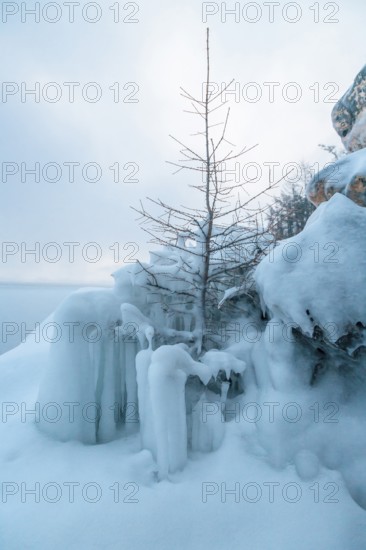 Lake Baikal, Siberia, Russia. Frozen tree covered in snow in the vast Lake in Winter