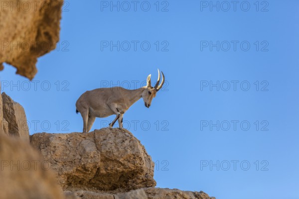 Mitzpe Ramon, Israel, Negev Desert, The Ibex a symbol of Israel in the cliffs of the Makhtesh Ramon crater