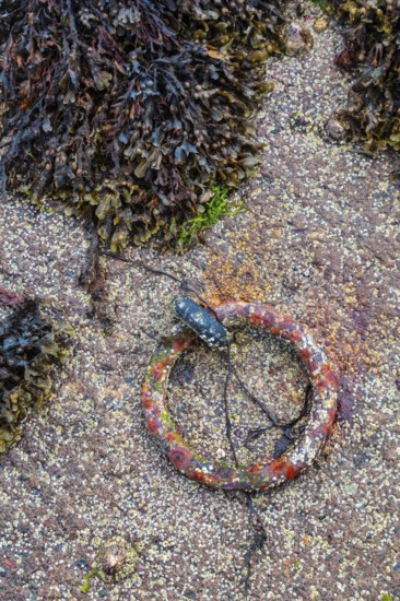 Sottish Highlands, Sotland, UK. Seaweed and a metal hook at a port