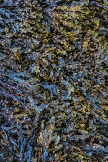 Scottish Higlands, Scotland, UK. Seaweed