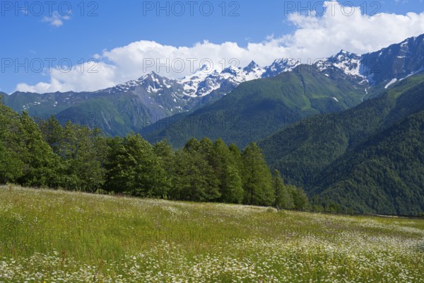Flower meadow under bright blue sky, surrounded by snow-capped mountains and green forests, landscape near Iskari, Mingrelia and Upper Svaneti, Samegrelo-Zemo Svaneti, Svaneti, High or Greater Caucasus, Georgia
