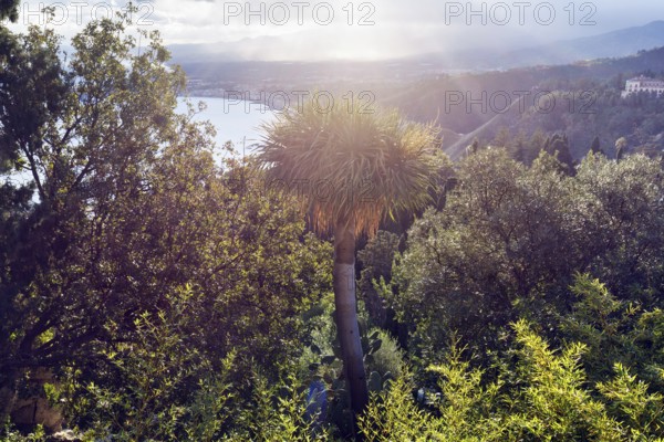 Club lily (Cordyline australis), cabbage palm or torbay palm, coastline, Ionian Sea, sun rays, backlight, Taormina, Sicily, Italy