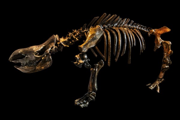 Reconstruction of the left skeletal side of a woolly rhinoceros, found near Sersno, Piast Castle Museum, 16th century, Gliwice, Poland