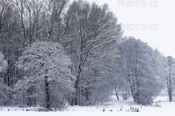 Deep snowy winter landscape with snow-covered trees on the edge of the forest, Schleswig-Holstein, Germany