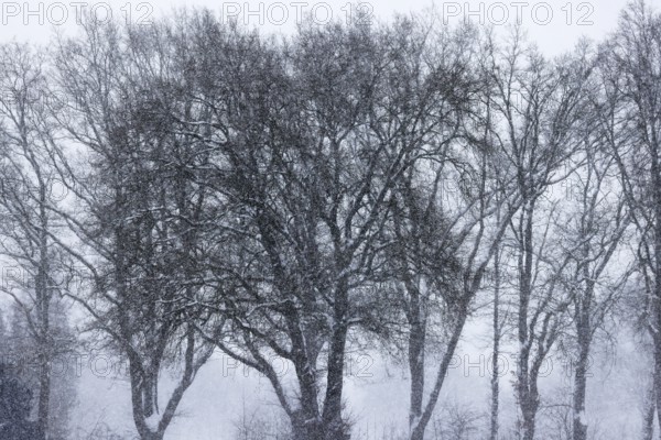 Trees in snowstorm, Schleswig-Holstein, Germany