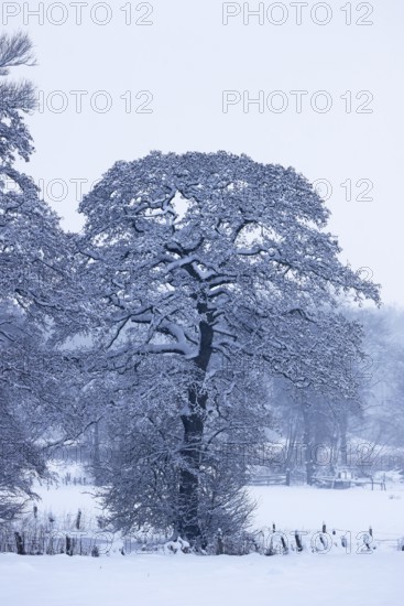 Snow-covered tree, alder (Alnus), in a snow-covered landscape in winter, Schleswig-Holstein, Germany