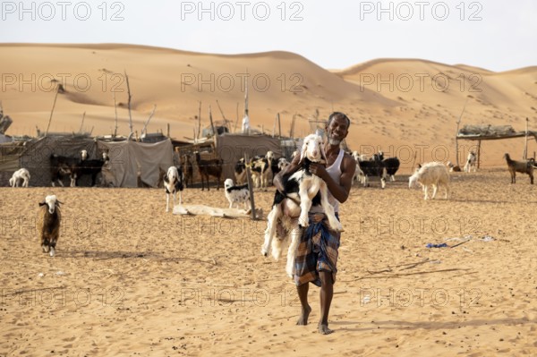 Bedouin with goat in the sand dunes in the Wahiba Sands desert, Oman