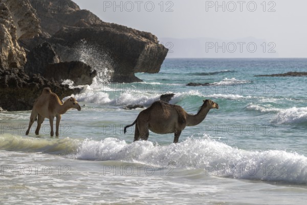 Dromedary (Camelus dromedarius), camels, bathing in the sea, Oman