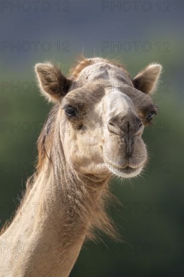 Dromedary (Camelus dromedarius), camel, portrait, Oman