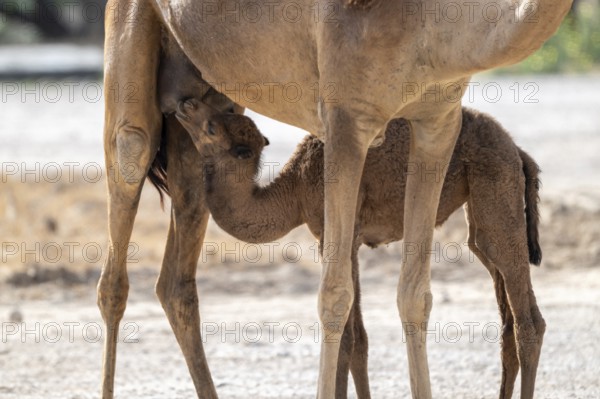 Dromedary (Camelus dromedarius), camel, young animal with mother, Oman