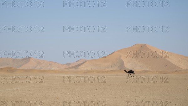 Dromedary (camel) in front of sand dunes in the Rhub al Khali desert, Empty Quarter, largest sand desert on earth, Oman