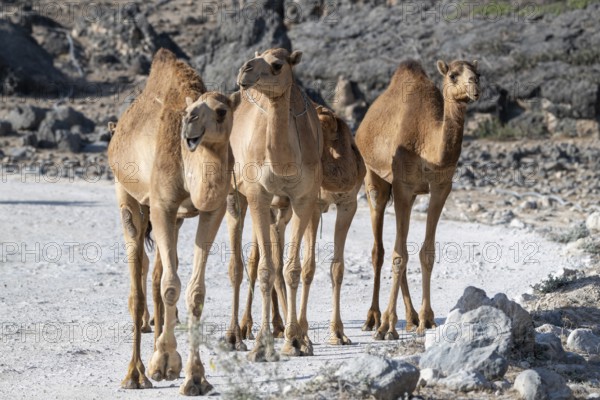 Dromedary (Camelus dromedarius), camels, Oman