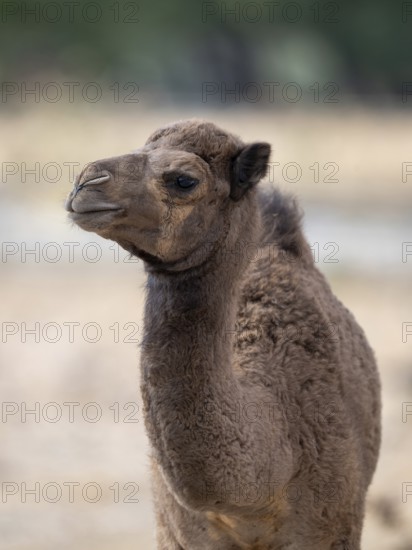 Dromedary (Camelus dromedarius), camel, portrait, young animal, Oman