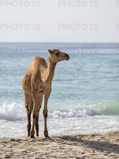 Dromedary (Camelus dromedarius), camels, bathing in the sea, Oman