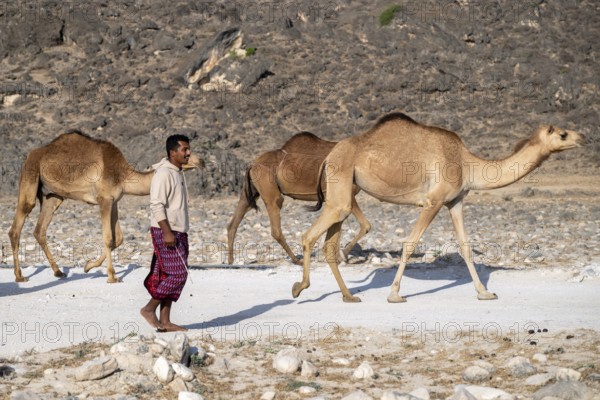 Nomad with camels, Oman